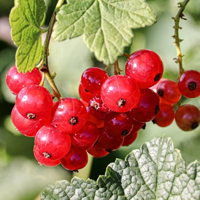 Red Currant Live Plant, 4-7 Inch Tal Potted Berry Plant - Edible Fruit Shrub for Garden, Patio, and Container Growing
