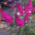 Potted Butterfly Bush Live Plant, 5-9" in Tall, Cold Hardy, Spring Outdoor PlantingBlooms Summer to Fall, Dormant in Winter (Cranberry Buddleia Plant)