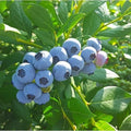 Cold Hardy Blueberry Plant Live for Planting, Blueberry Bushes for Planting, 4"-7" Cold Hardy Blueberries Southern Highbush