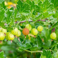Sweet Gooseberry Plant Live to Grow, Gooseberry Bushes Live Plant 5 to 9 Inch Height, Gooseberries Fruit Well Rooted