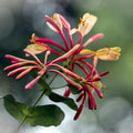 Honeysuckle Live Plant, Fragrant Honeysuckle Vines, Perennial Lonicera Bush for Outdoor Garden 3-6 Inches (Yellow Pink)
