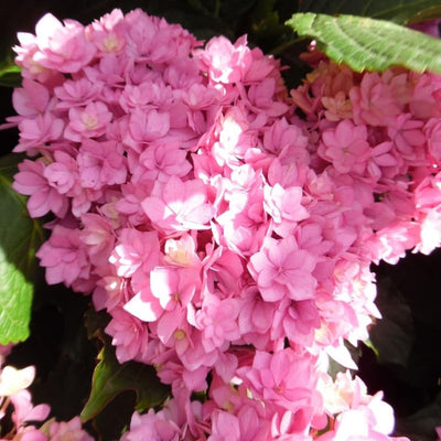 Well-Rooted Hydrangea Live Plant in 2.5 Inch Pot, Hydrangea Tree Shrub Bush Perennial Outdoor Planting (Pink to White)