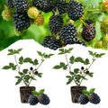 Set 2 Triple Crown Thornless BlackBerry Plant Live, BlackBerry Bush 4-8 Inch Tall, Thornless Fruit Plants for Garden, Orchard Growing Plant