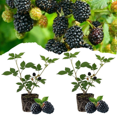 Set 2 Triple Crown Thornless BlackBerry Plant Live, BlackBerry Bush 4-8 Inch Tall, Thornless Fruit Plants for Garden, Orchard Growing Plant