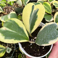 Hoya Plant Live Houseplants, Hoya Live Plant, in 4" Pot, Hoya Kerrii Variegated, Low-Maintenance Indoor Hanging Plant