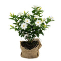 2 Cape Jasmine Plants Live, Gardenia Plant Live, Frostproof Gardenia Live Plant, Live Jasmine Plant Indoor, 4 to 6 Inc Tall