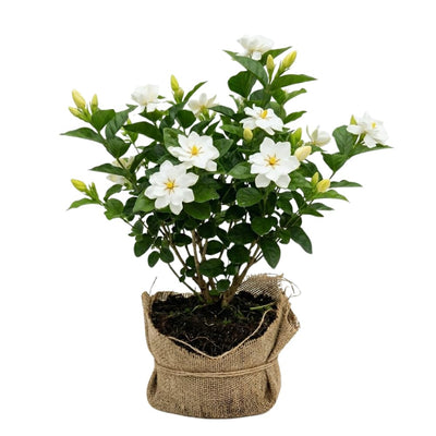 2 Cape Jasmine Plants Live, Gardenia Plant Live, Frostproof Gardenia Live Plant, Live Jasmine Plant Indoor, 4 to 6 Inc Tall