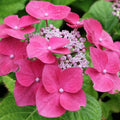 Pink to Blue Hydrangea Bush Plant Tree Live Shrub, 5-12" Starter Plant Hydrange Tree Plants, Dormant No Leaf in Winter, Cold Hardy Temperate