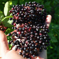 Elderberry Bush Live Plant Tree, 6-12 Inches in Tall Elderberry Shrub Cold Hardy, Sweet American Elderberries Well-Rooted