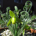 Frizzle Sizzle Albuca Spiralis Plant Live Houseplant in 2.5 Inch Pot, Ornamental Albuca Spiralis Succulent Live Plant, Curly Grass