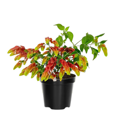 2 Shrimp Live Plants, Shrimp Plant Live, Justica Brandegeana Plant from 5 Inches Tall Seedling