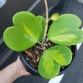 Hoya Kerrii Heart Plant, Variegated Hoya Plant Live Houseplants 2 Inches Potted to Plant Indoor