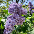 Deep Lilac Bushes Ready to Plant, Dormant Syringa Lilac Tree Live Plant, Springtime Blooms Soft Color in 4" Pot