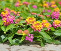 Lantana Live Plant for Planting Outdoors, Set 2 Live Lantana Plants, 4 to 7 Inch Tall, Lantana Perennial Plants, Ready to Plant, Multicolor