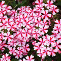 Pack 3 Bicolor Red White Verbena Plants Live Perennial Ground Cover, No Pot, 5-9" in Tall, Can Grow As Trailing Bushes, Spring Flowers