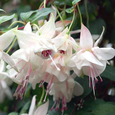 Pack 2 Fuchsia Plants Live, Vibrant Fuchsias Hanging Flowering Plant 3-5 Inches, Gardens, Patios, and Indoor Growing (White Flowers)
