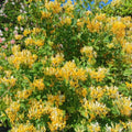 Yellow White Climbing Honeysuckle Plant Live, Fragrant Honeysuckle Plants Vine Bushes in 2.5 Inch Pot