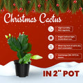 Orange Christmas Cactus Plants Live in 2 Inch Pot, Vibrant Christmas Cactus Blooms, Perennial Holiday Cactus Plant Flower Succulent Houseplant