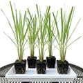 8 Lemongrass Plants Stalks Herb Size 5-9" in Tall, Perennial Lemon Grass Plant, Well Rooted for Planting Indoor Outdoor, No Pot