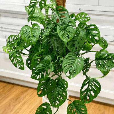 2 Monstera Plants Live Indoors, Swiss Cheese Plants Live for Gardening, Between 5 Inc and 7 Inc in Height, Live Monstera Plant
