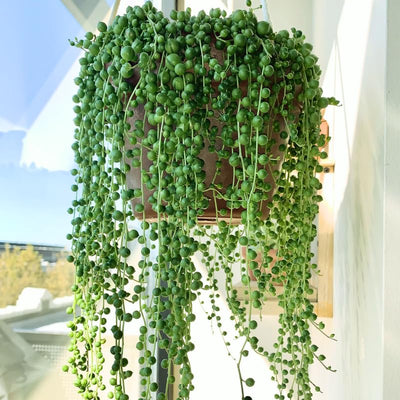 String of Pearls Plant Live 6 Inch Pot, String of Pearls Succulent Plant for Houseplant