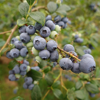 Blueberry Bushes Plant Live, Northern Highbush Blueberry Plants Live for Planting, Edible Blueberries Seelings from 4 to 7 Inches Tall, 4 Inches Pot