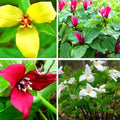 10 Assorted Trillium Bulbs, Perennial Flower Bulbs, Trillium Bulbs for Growing Outdoors Indoors