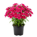 Pack 2 Red Dianthus Live Plant, Red Carnation Flower in Pot, Perennial Plant for Garden and Container Growing, 5-8" in Tall