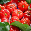 Surinam Cherry Tree Live Plant, 4-7" in Tall, Edible, Sweet, High Yielding Cherry Fruit Tree Fast-Growing for Outdoor Spring Planting