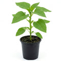 Yellow Sunflower Live Plant in 4" Pot - 4-6 Inch Tall
