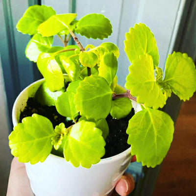 Plectranthus Swedish Ivy Live Plant, Yellow Green Plectranthus Plant, Live Trailing Swedish Ivy Houseplants for Planting, 2.5 Inch Pot, 3-5 Inch Tall