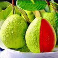 Guava Tree Live Plant, Tropical Guava Fruit Seedling, 5-9” Height, in Pot for Planting Home Garden (Pink Guava)