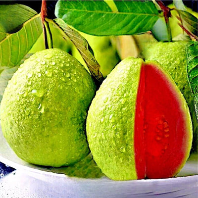 Guava Tree Live Plant, Tropical Guava Fruit Seedling, 5-9” Height, in Pot for Planting Home Garden (Pink Guava)