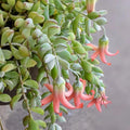 Cotyledon Pendens Succulent Live Plant 4 Inch Pot, Trailing Succulent Houseplant, Cotyledon Pendens Plant