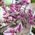 Tradescantia Nanouk Plant, Pink Wandering Jew Live Plant, Inch Plant Live for Planting, 4 Inc Pot, Wandering Jew Plant, Tradescantia Live Plant