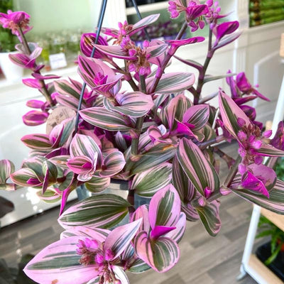 Tradescantia Nanouk Plant, Pink Wandering Jew Live Plant, Inch Plant Live for Planting, 4 Inc Pot, Wandering Jew Plant, Tradescantia Live Plant