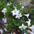 Set 2 of White Mandevilla Plant for Garden, 4 Inc to 7 Inc Tall, Mandevilla Vine Plant Live