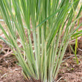 4 Large Lemongrass Plants Stalks Well-Rooted, Lemon Grass Stalks Trim Back, Herb Perennial Plants Well Rooted for Planting Indoor Outdoor, No Pot