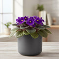 African Violet Plant, Live African Violet Flowers in 4'' Pot, Low-Maintenance Indoor Flowering Plant with Vibrant Blooms (Purple Blooms)