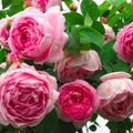 Pink Rose Bush Plant Live Shrub for Planting, Fragrant Rose Bushes Plant Live, Pink Rose for Planting, Starter Size, 4 to 10 Inc Tall