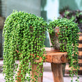 String of Pearls Plant Live 6 Inch Pot, String of Pearls Succulent Plant for Houseplant