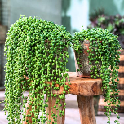 String of Pearls Plant Live 6 Inch Pot, String of Pearls Succulent Plant for Houseplant