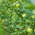 Live Granny Smith Apple Tree Plant 6-10 Inch Tall