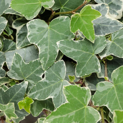 Variegated English Ivy Plant Live, Trailing Ivy Plant 4'' Pot, Climbing Houseplant for Growing Indoor Outdoor