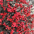 Winterberry Holly Plant Live in 4 Inch Pot, Red Holly Bush Live Plant for Planting, Winterberry Holly Shrub