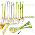 8 Lemongrass Plants Stalks Herb Size 5-9" in Tall, Perennial Lemon Grass Plant, Well Rooted for Planting Indoor Outdoor, No Pot