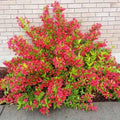 Live Red Weigela Plant Bush Shrub Plant 6-12" in Tall, Spring Planting