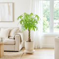 Money Tree, Potted Money Tree Live, 6-10 Inc Tall, Dense Green Foliage, Indoor Houseplant for Modern Home Decor, Easy Care Desk and Living Room Plant