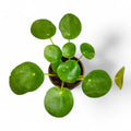 2 Pilea Peperomioides Plants, Money Live Plants, 3 to 6 Inch Tall Live Pilea Peperomioides Starter Plants, Bareroot Houseplants, No Pot