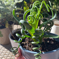 Frizzle Sizzle Albuca Spiralis Plant Live Houseplant in 2.5 Inch Pot, Ornamental Albuca Spiralis Succulent Live Plant, Curly Grass